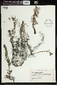 Utricularia vulgaris image
