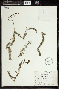 Utricularia vulgaris image