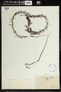 Utricularia vulgaris image