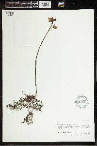 Utricularia vulgaris image