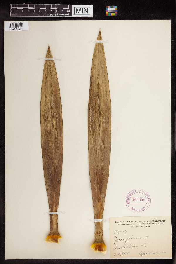 Yucca gloriosa image