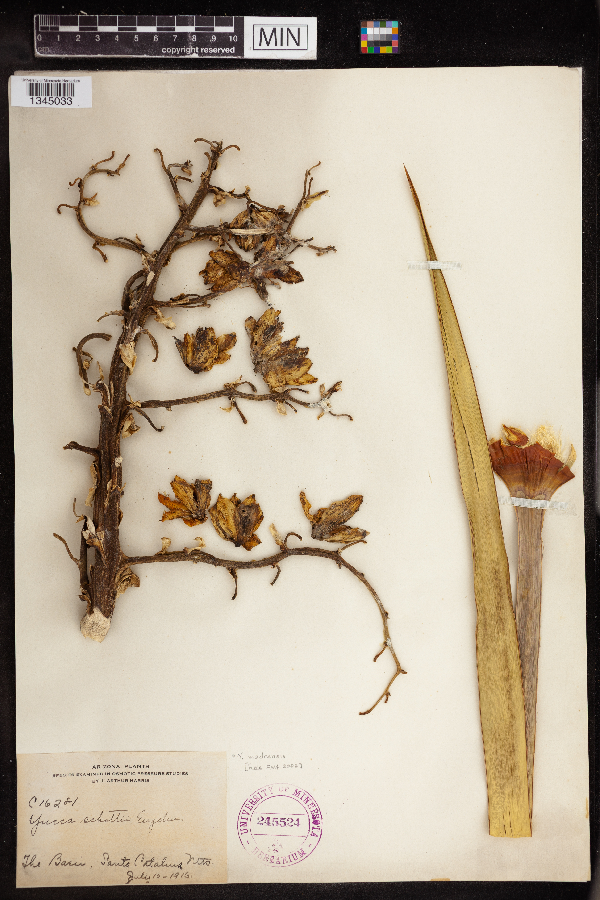 Yucca madrensis image