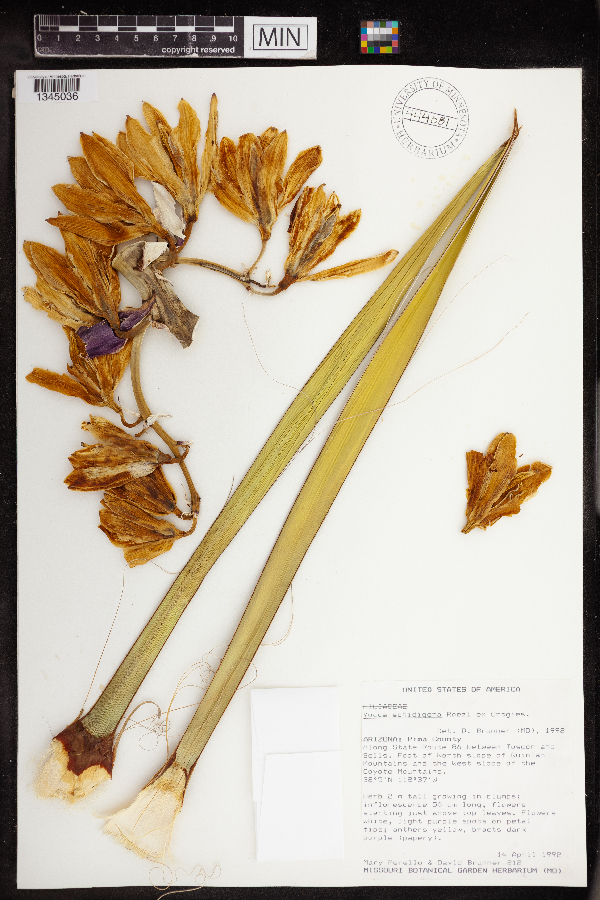 Yucca schidigera image