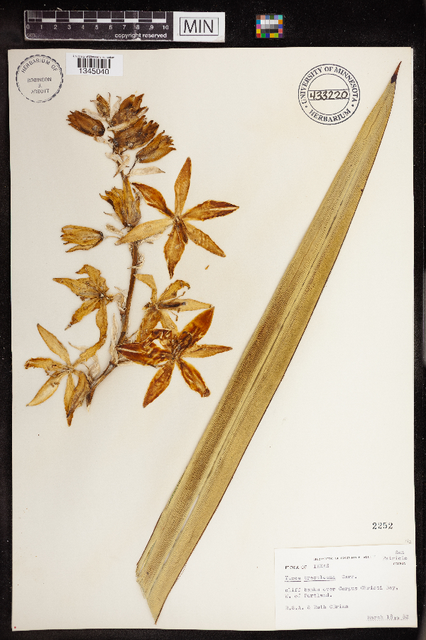 Yucca treculeana image