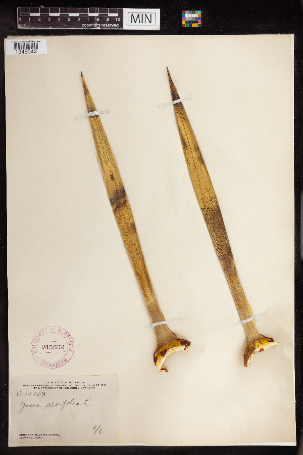 Yucca aloifolia image