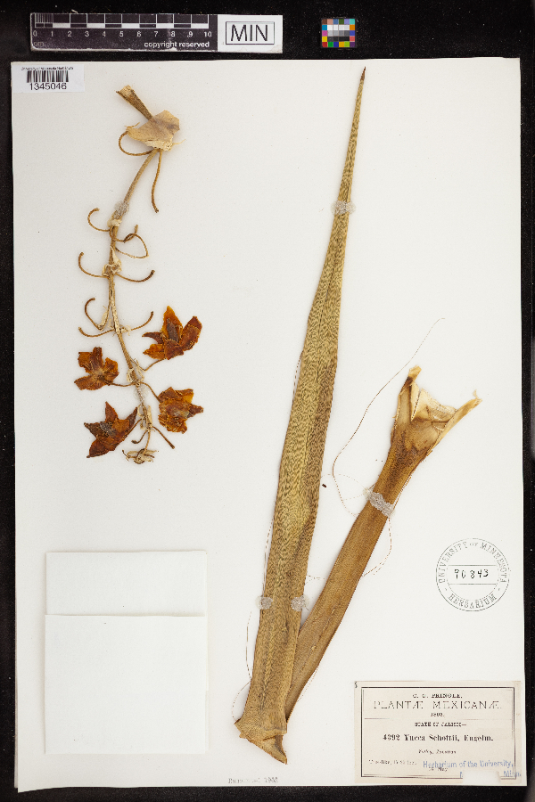 Yucca schottii image