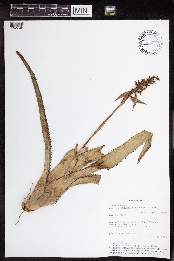 Aechmea angustifolia image