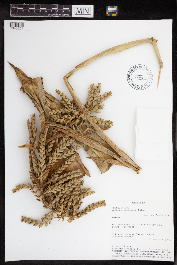 Aechmea pubescens image