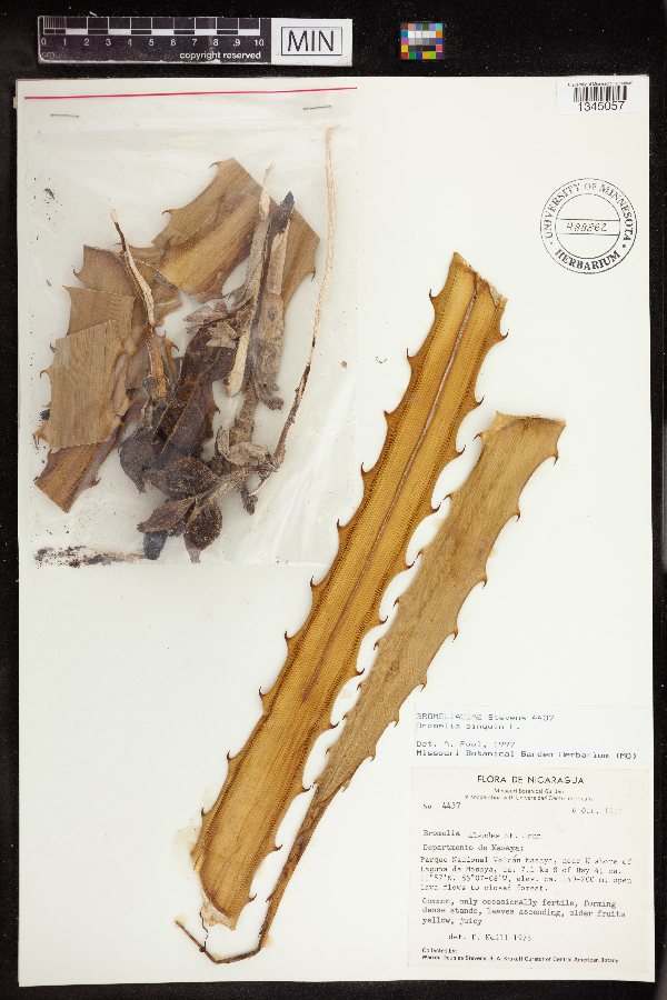 Bromelia balansae image