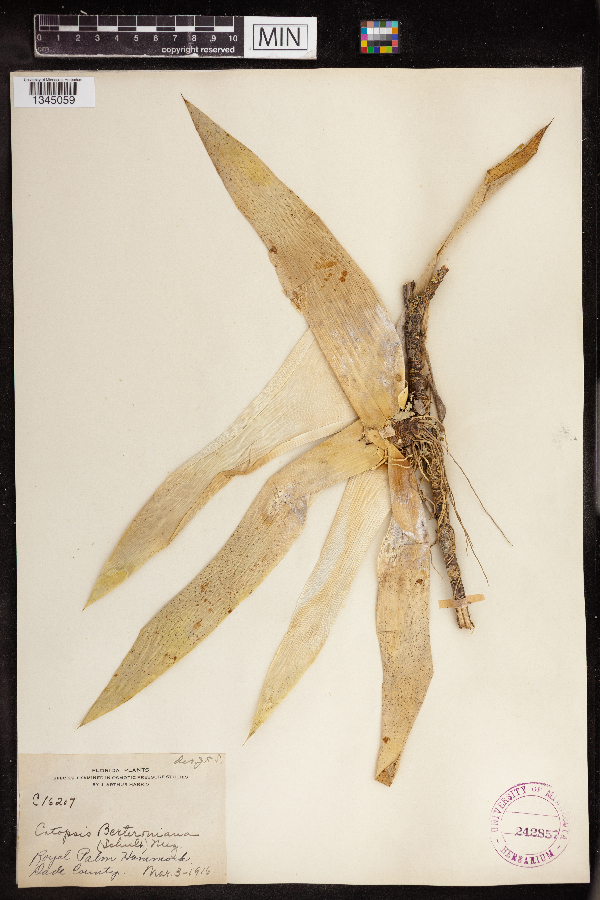 Catopsis berteroniana image