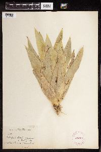 Catopsis berteroniana image