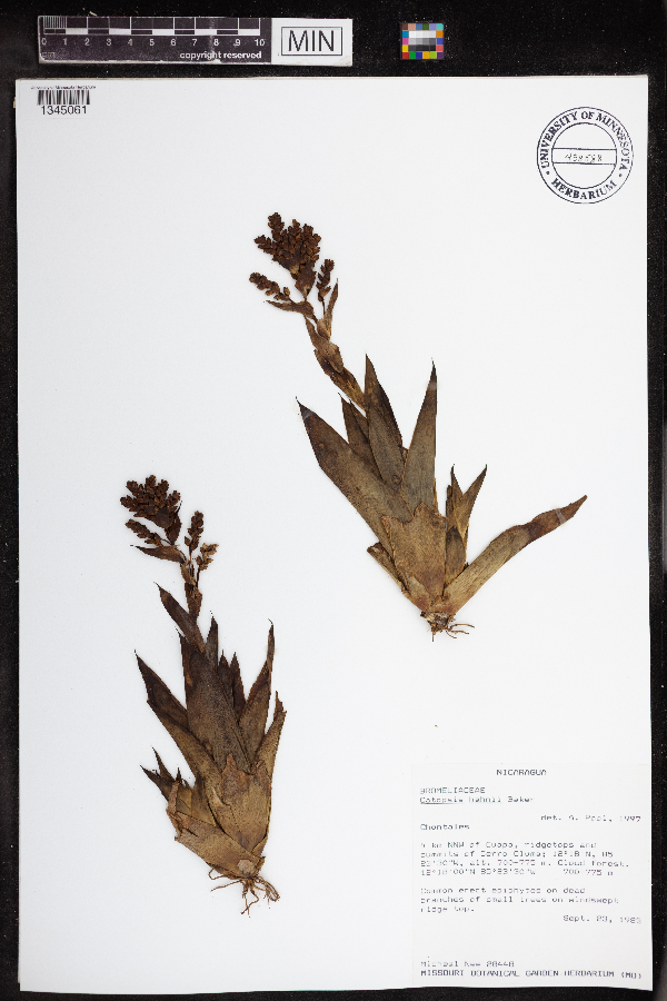 Catopsis hahnii image