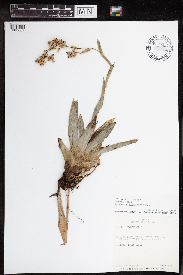 Catopsis morreniana image