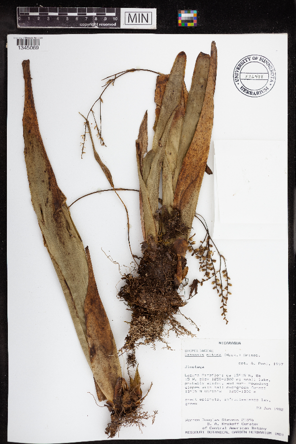 Catopsis nitida image