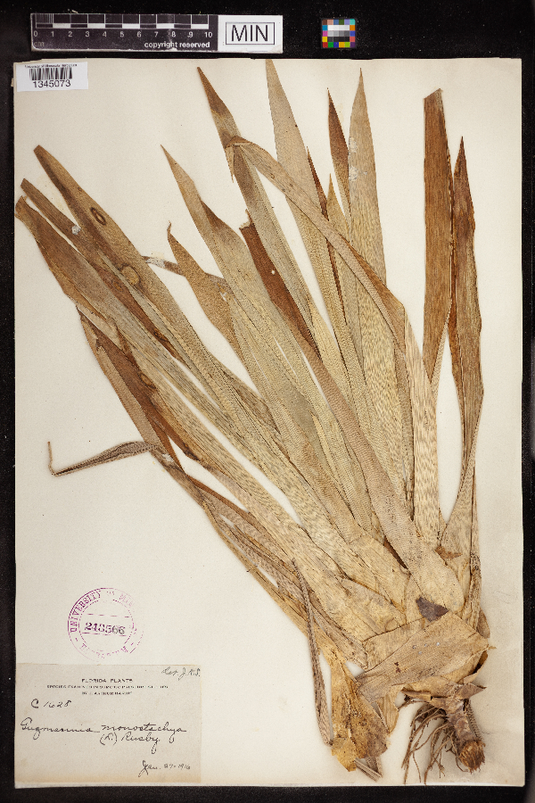 Guzmania monostachya image