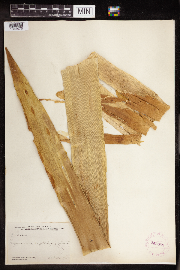 Vriesea capituligera image