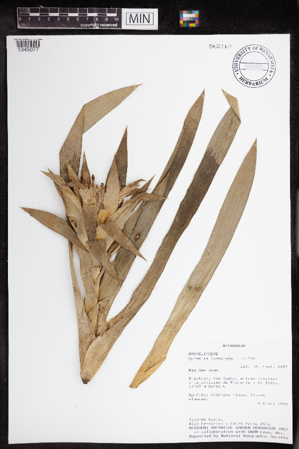 Guzmania lingulata image