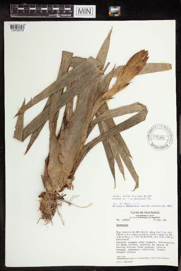 Guzmania nicaraguensis image