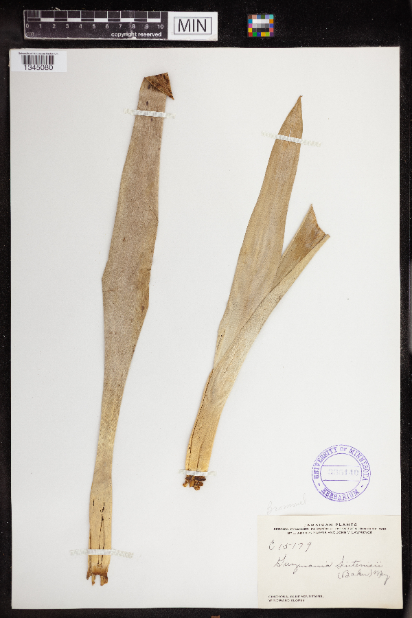 Vriesea sintenisii image