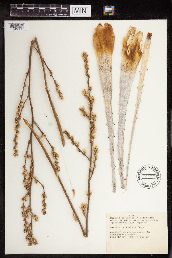 Hechtia texensis image