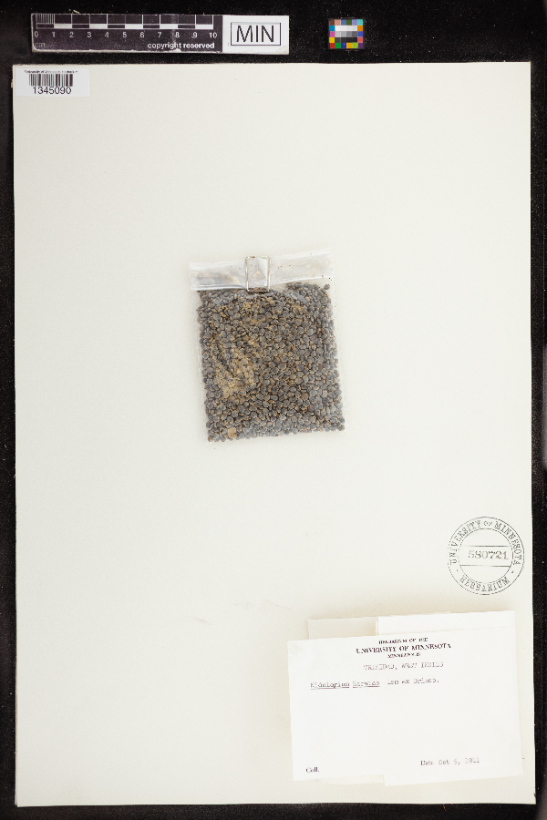 Bromelia karatas image