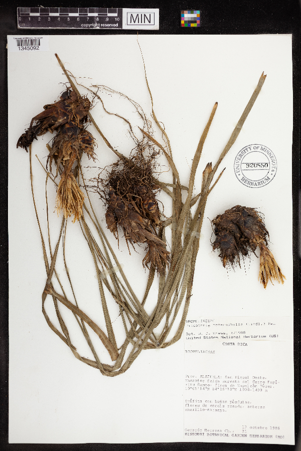 Pitcairnia heterophylla image