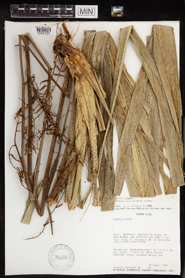 Pitcairnia valerii image