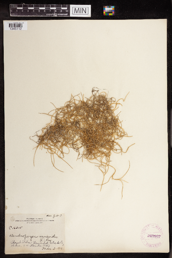 Tillandsia usneoides image