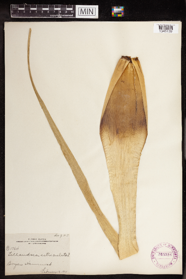 Tillandsia utriculata image