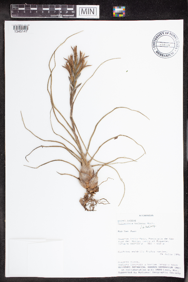 Tillandsia bulbosa image