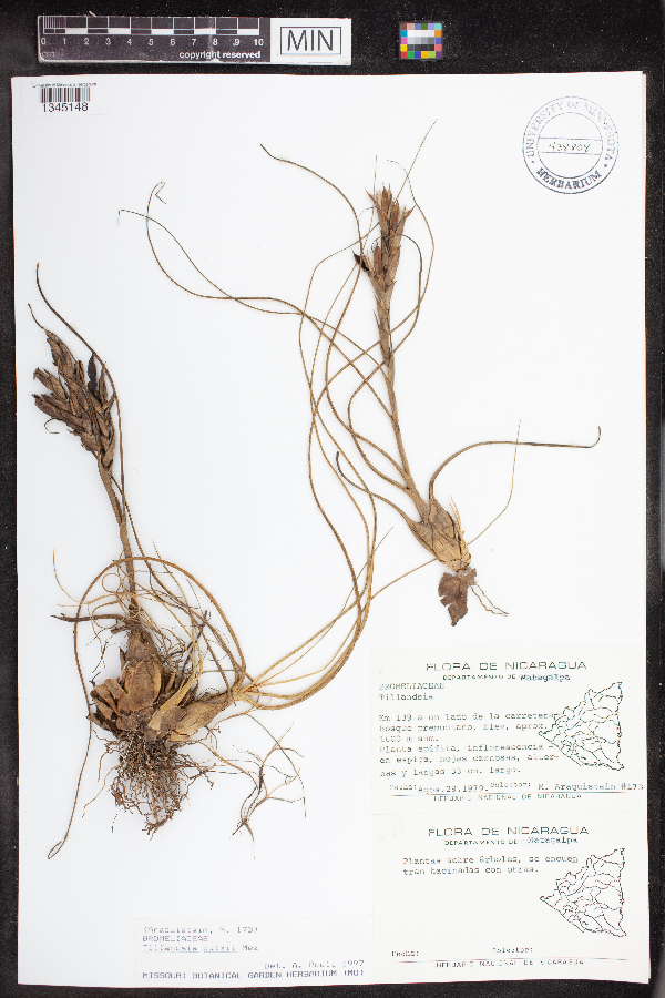 Tillandsia butzii image