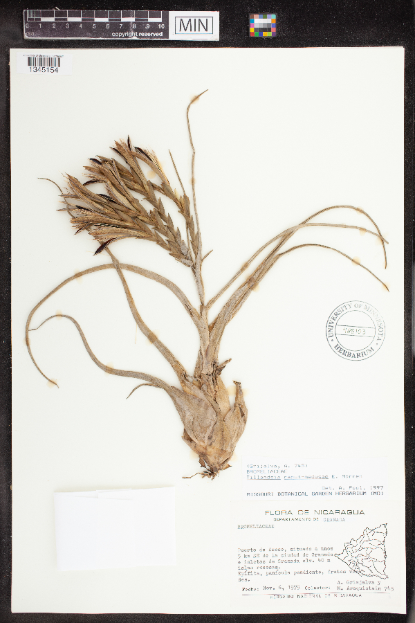 Tillandsia caput-medusae image