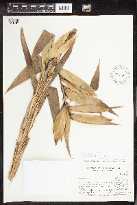 Thumbnail image of current specimen