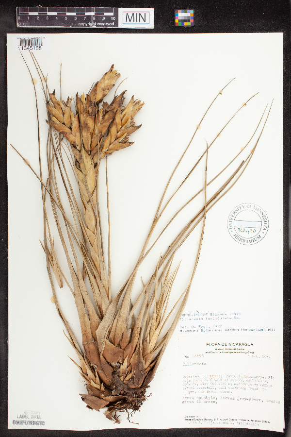 Tillandsia fasciculata image