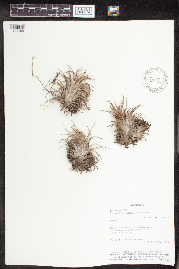 Tillandsia ionantha image