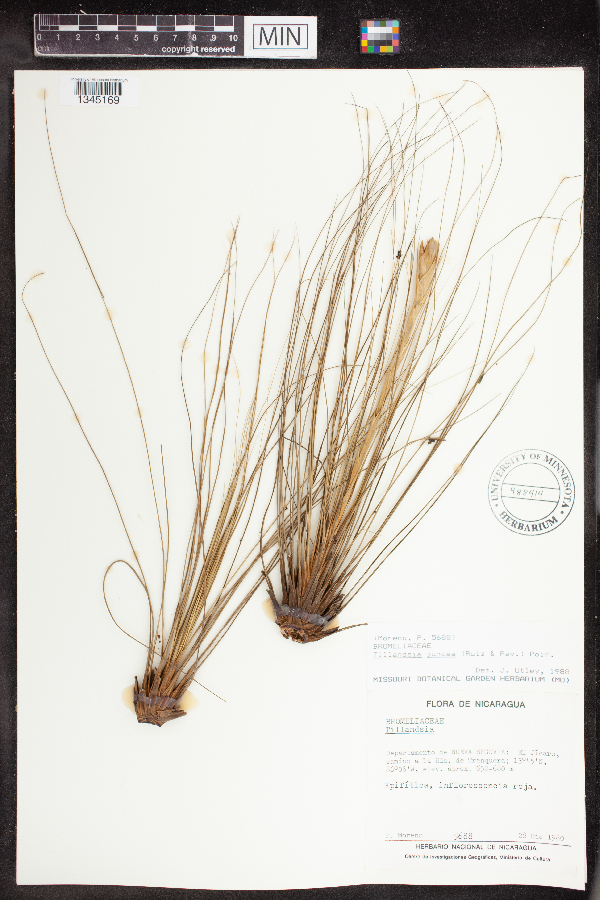 Tillandsia bartramii image