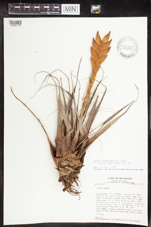 Tillandsia lampropoda image