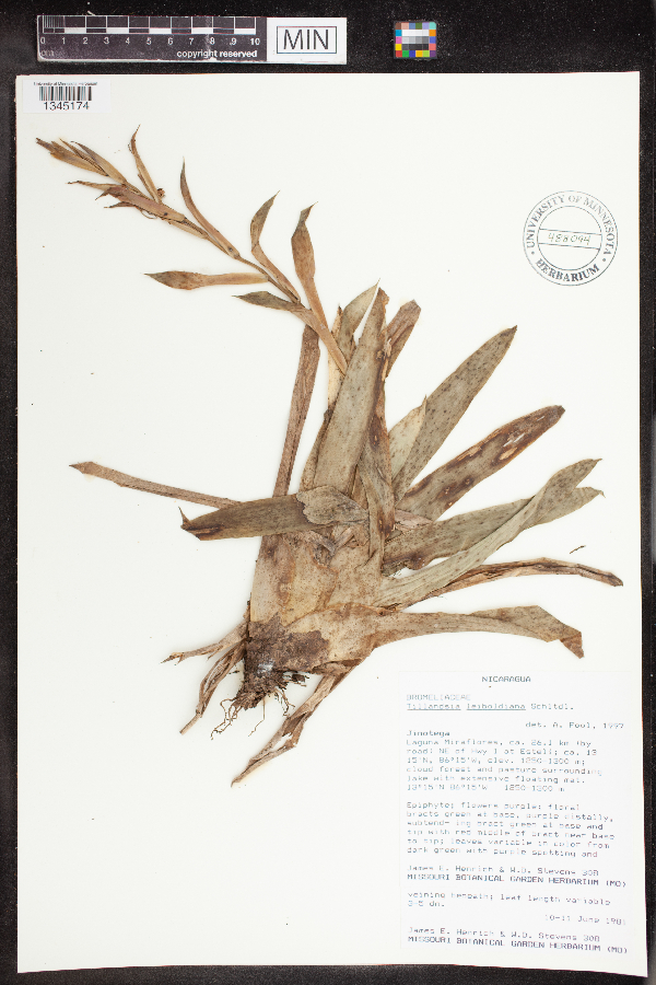 Tillandsia leiboldiana image