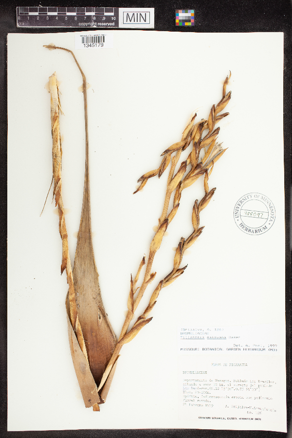 Tillandsia makoyana image