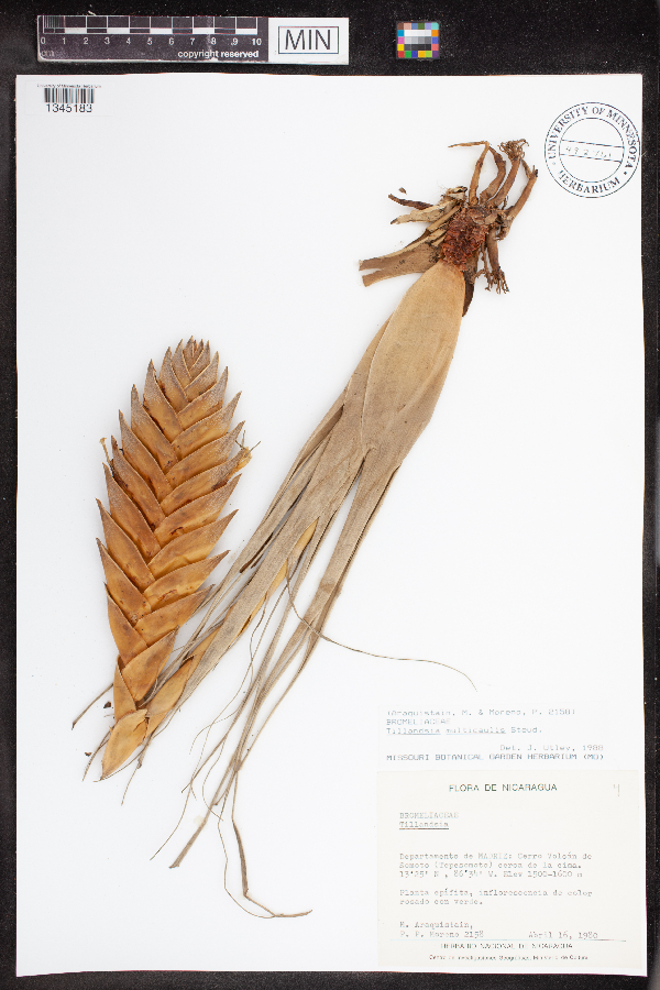 Tillandsia multicaulis image