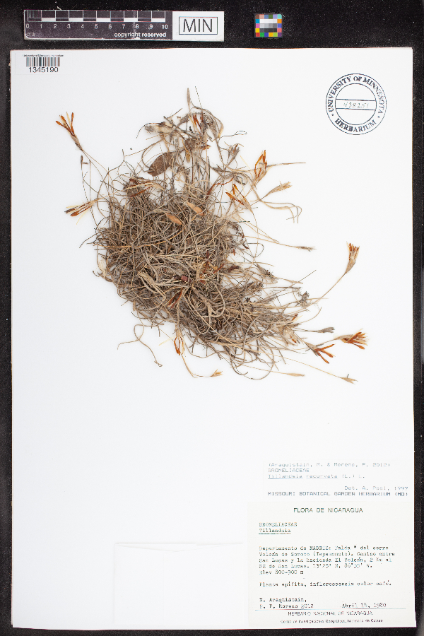 Tillandsia recurvata image