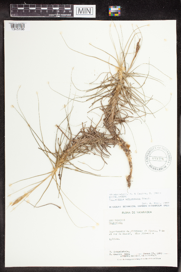 Tillandsia schiedeana image