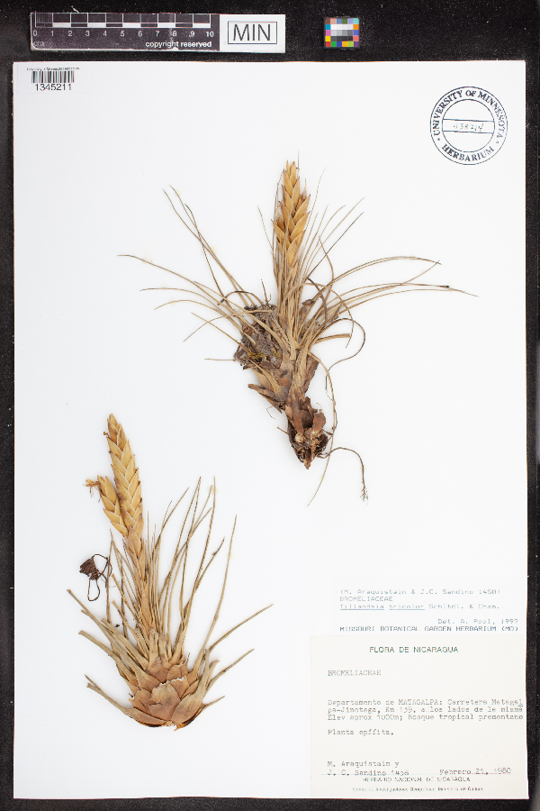 Tillandsia tricolor image