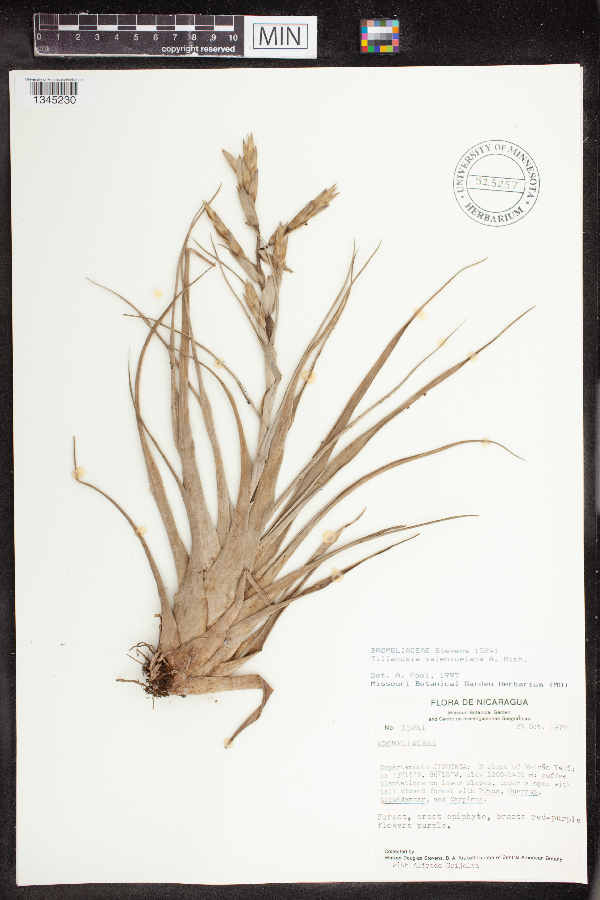 Tillandsia valenzuelana image
