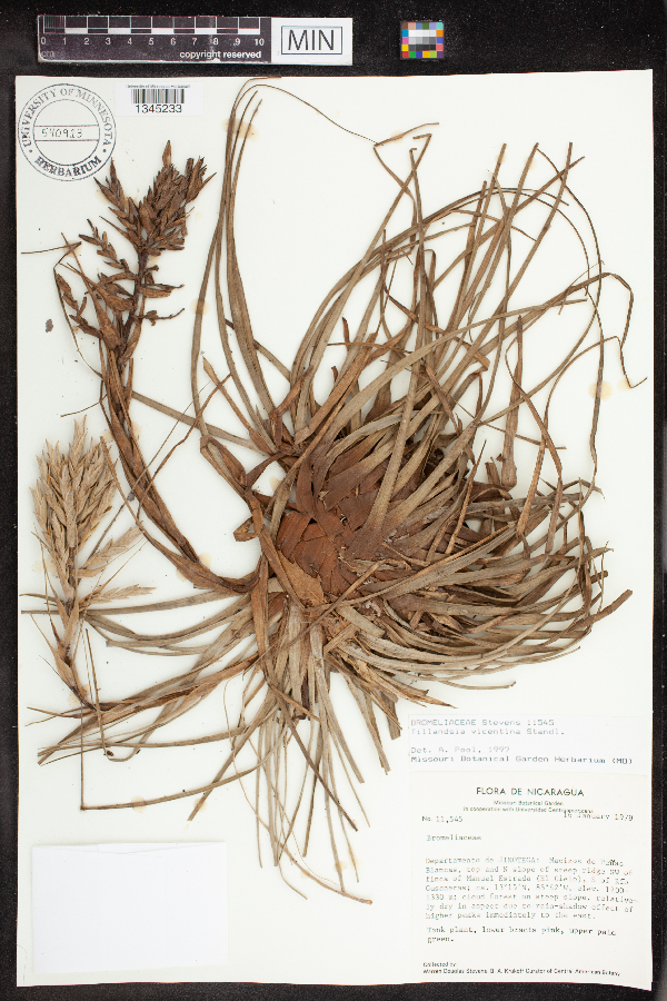 Tillandsia vicentina image
