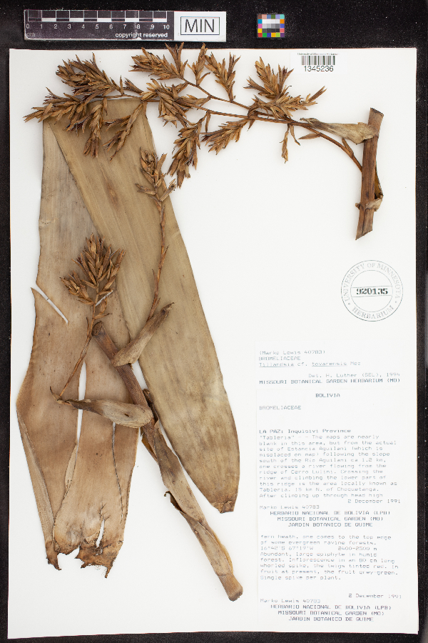 Tillandsia tovarensis image