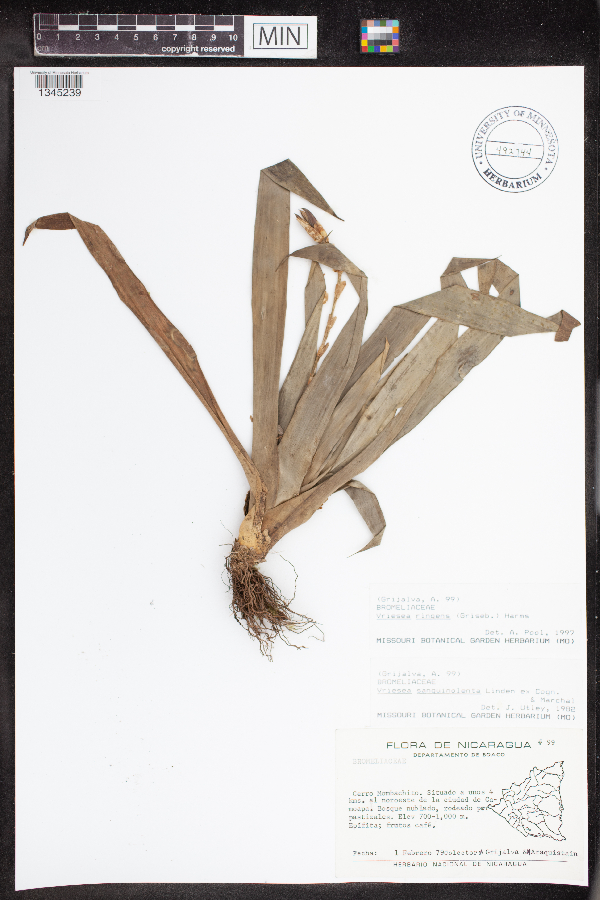 Vriesea ringens image