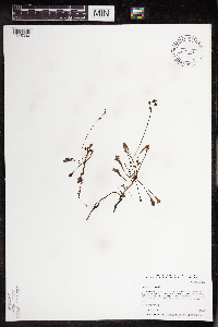 Drosera intermedia image