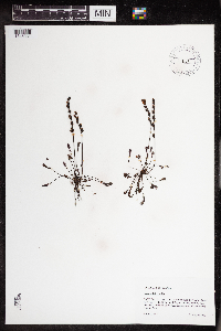 Drosera intermedia image