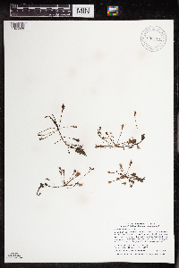 Drosera intermedia image